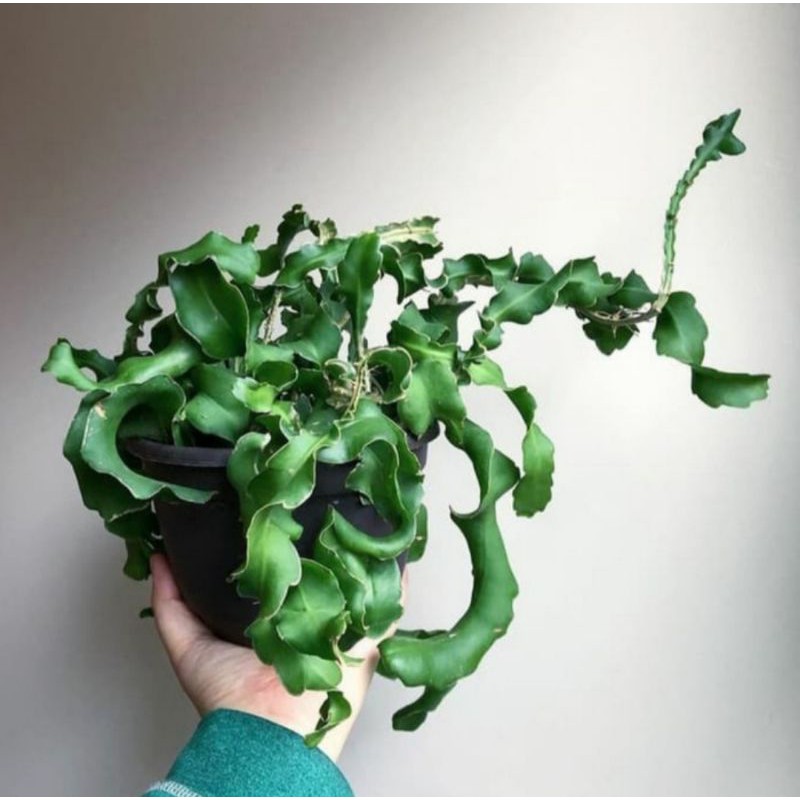 Tanaman hias Wijaya Kusuma Keriting - Wijaya Kusuma Unik