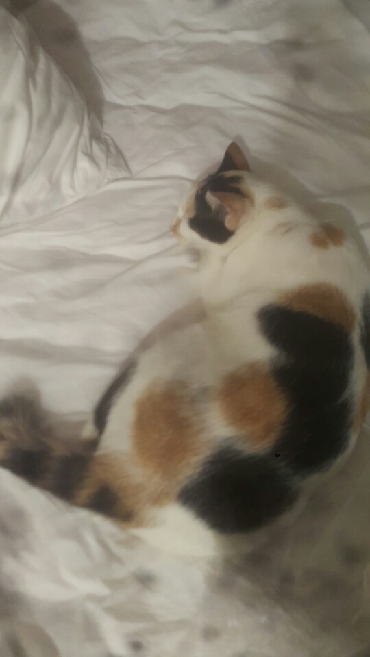 Bantal Duduk Ukuran 45*45cm, 50*50cm, 55*55cm(real Picture). Bisa Custom Motif