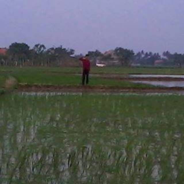 syaifulmian