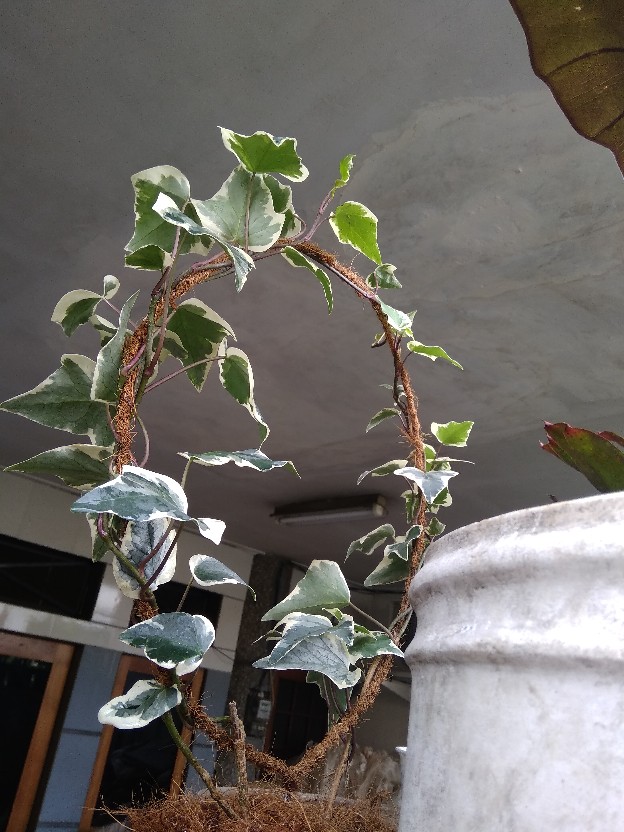 Tanaman Hias Hoya Bunga Merah Mindorensis Red Untuk Tanaman Gantung