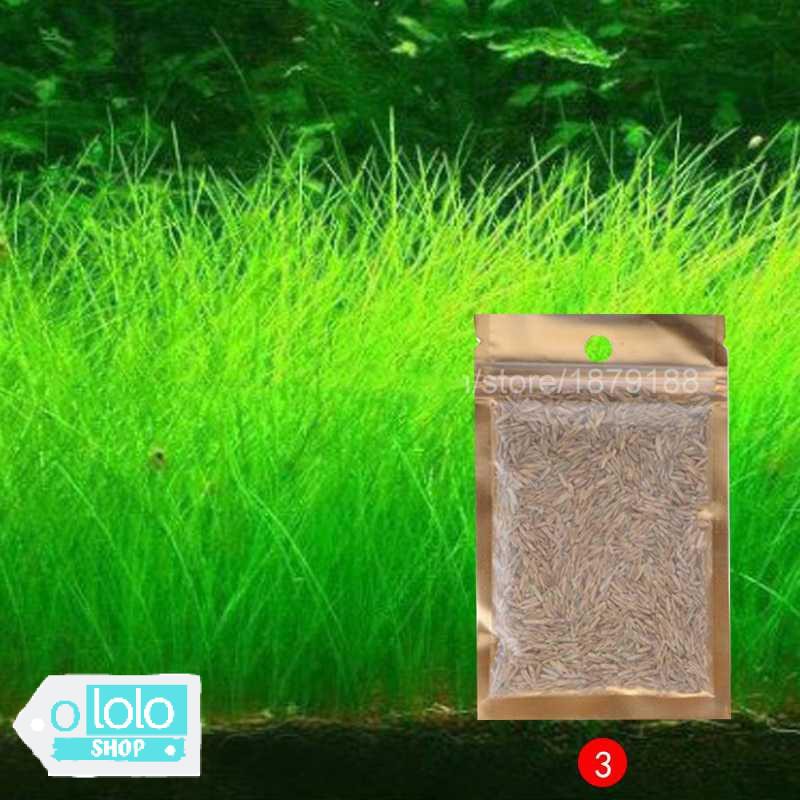 BIBIT RUMPUT AIR DEKORASI AQUARIUM LANDSCAPE ORNAMENT - H0027 [BIG FESCUE]