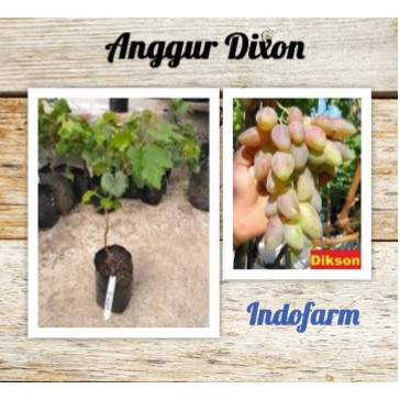 Tanaman Bibit Buah Anggur Dixon