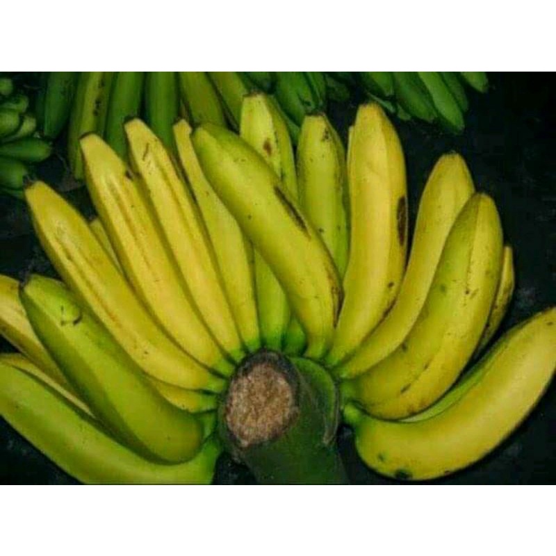 

pisang ambon hijau/pisang ambon lumut fresh manis pet 1sisir