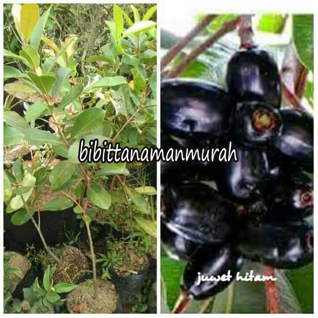 BIBIT JUWET HITAM TANPA BIJI (BELI 5 GRATIS 1)