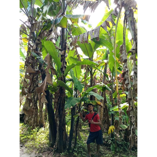 bibit dongkelan pisang hitam / klutuk wulung