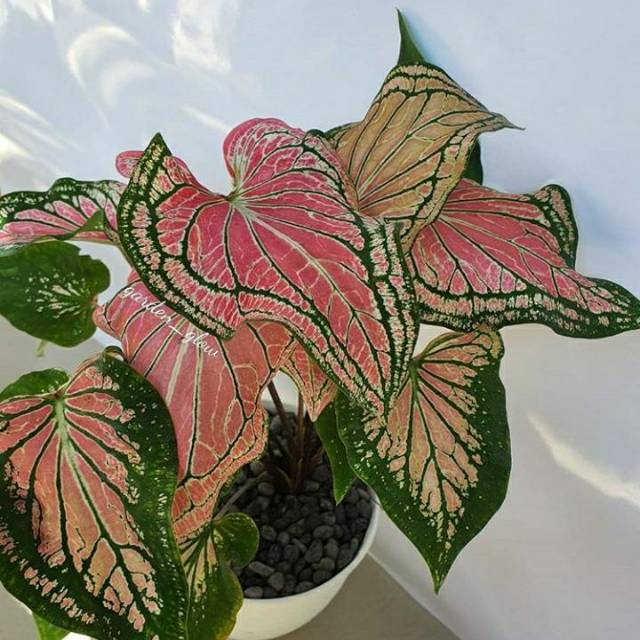 KELADI WAYANG (Alokasia keladi wayang)