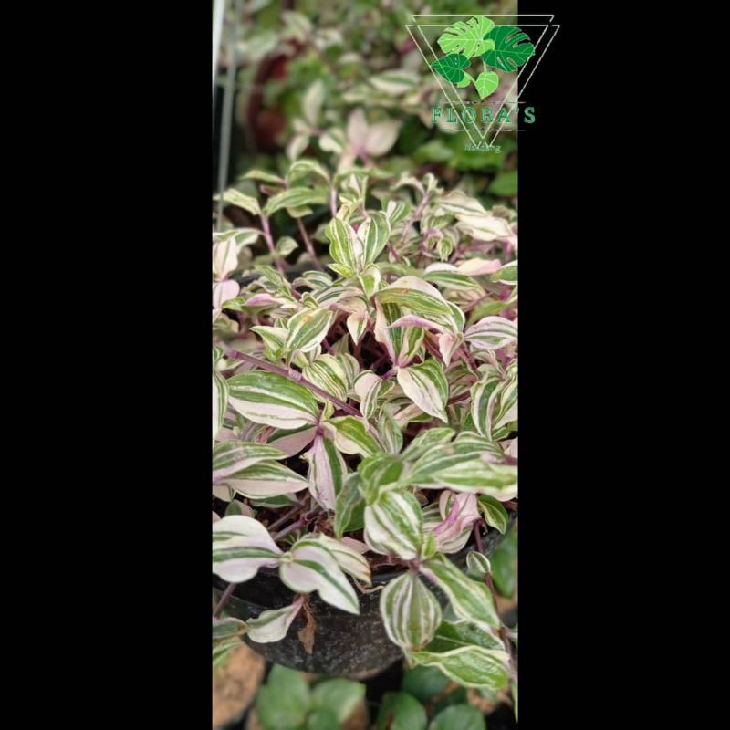 Tradescantia Fluminensis Tricolor