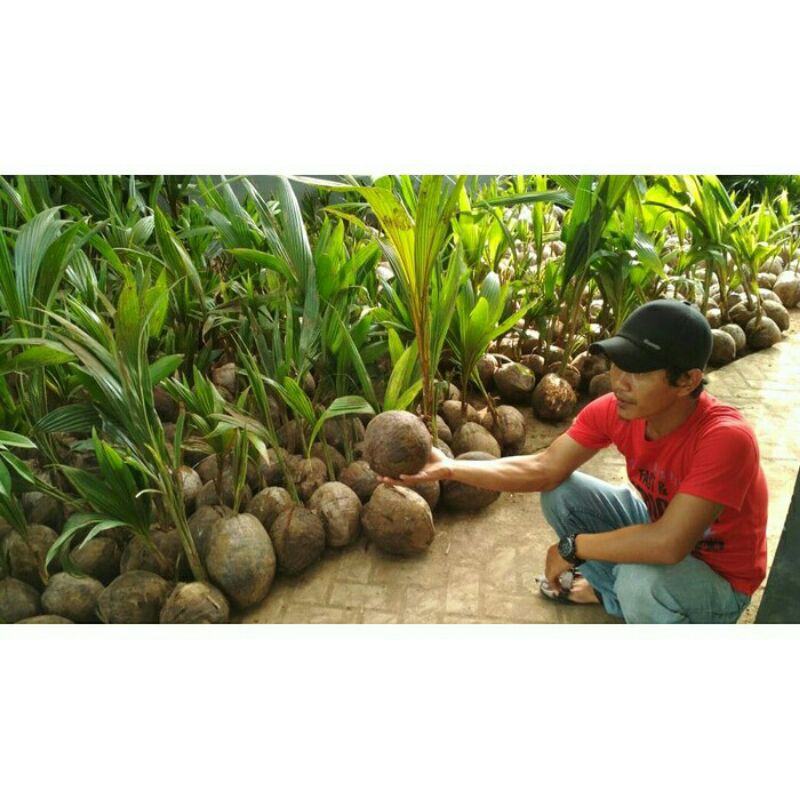 Bibit tanaman kelapa wulung akar merah asli super (COD)