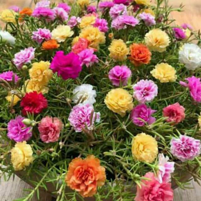 Bunga Krokot 50 Batang Lokal Mossrose Portulaca 