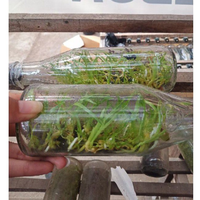 BOTOL ANGGREK GRAMMATOPHYLLUM SPESIES PAPUA