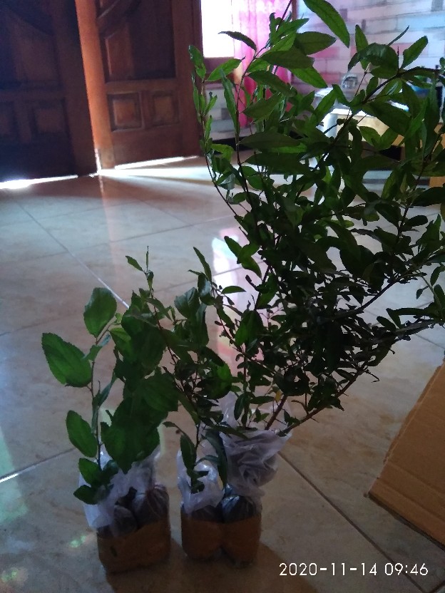 Bidara Arab Sidr #2 Pcs#