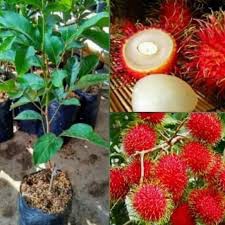 

Bibit Rambutan Binjai