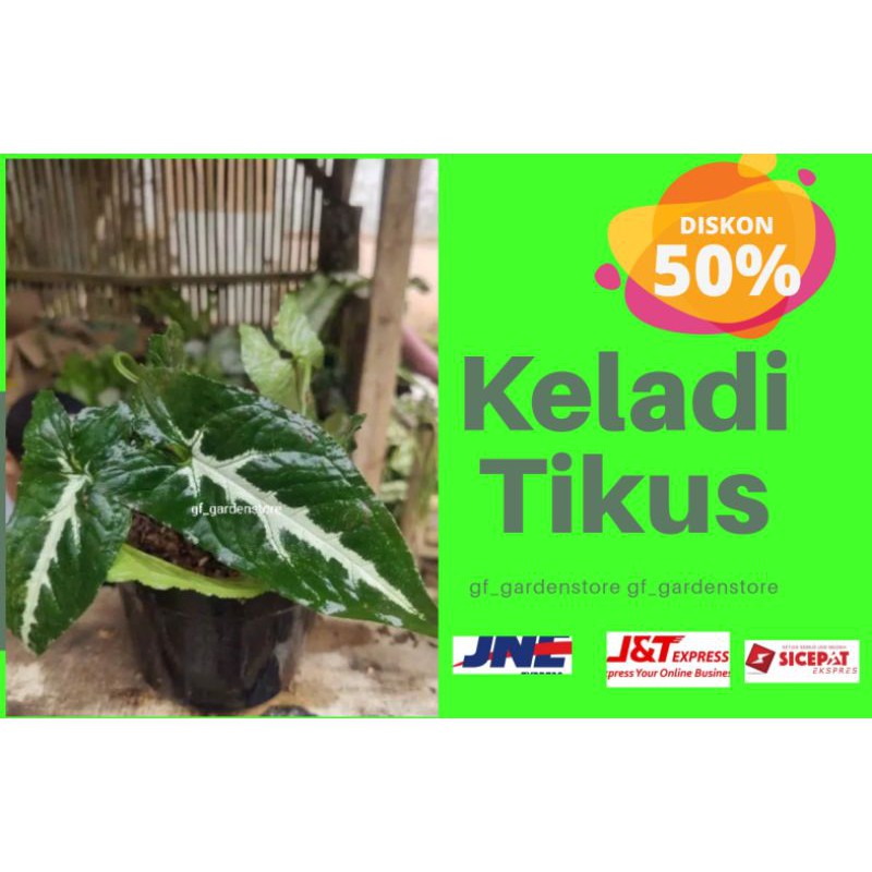 Bibit Daun Keladi Tikus / Bunga Keladi Tikus