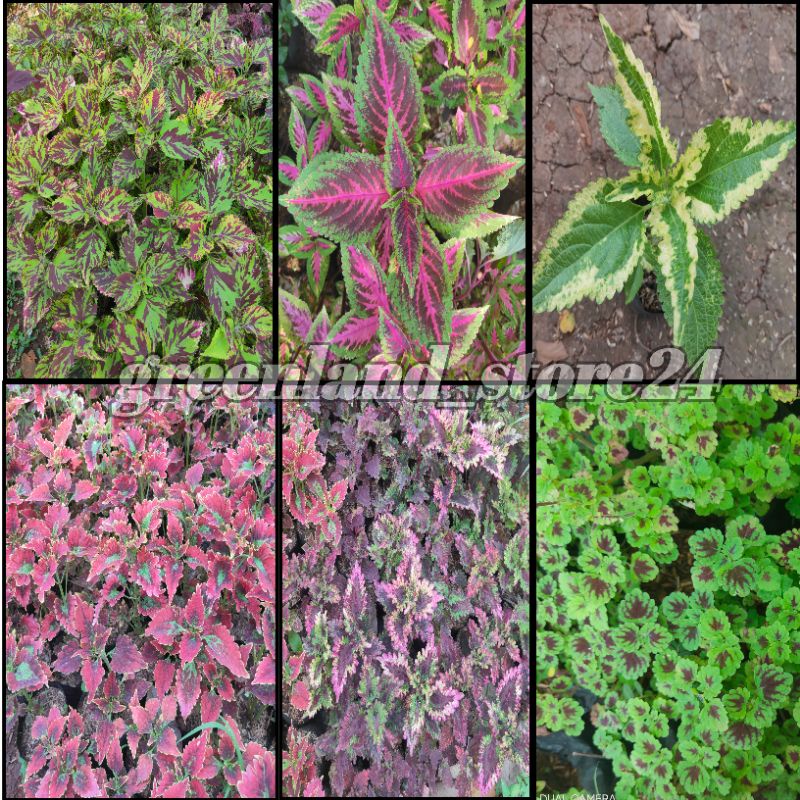 paket 6 jenis tanaman miana - tanaman hias miana - tanaman hias miana murah - miana hias