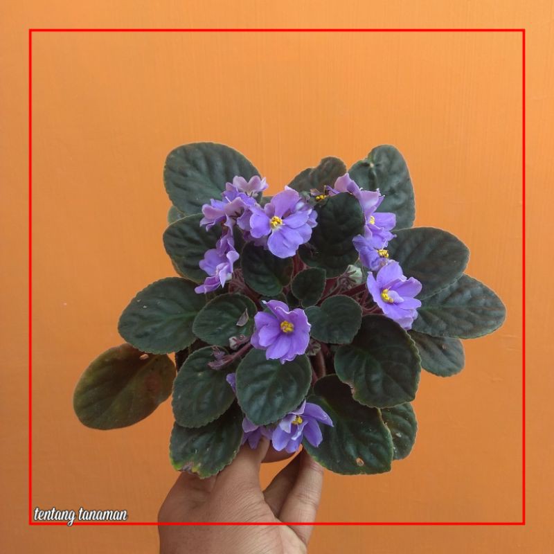 African Violet - Violces