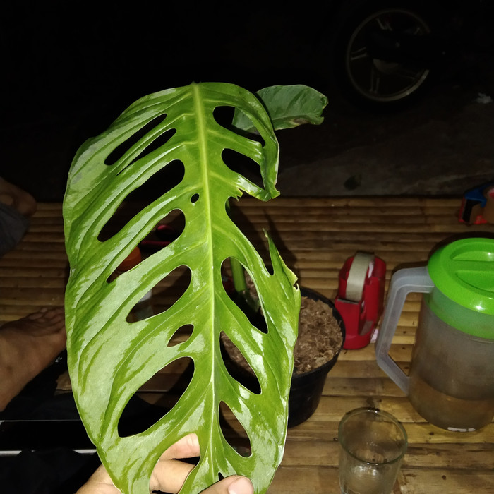 NEW PRODUK tanaman hias Monstera janda bolong acumminata jumbo - janbo