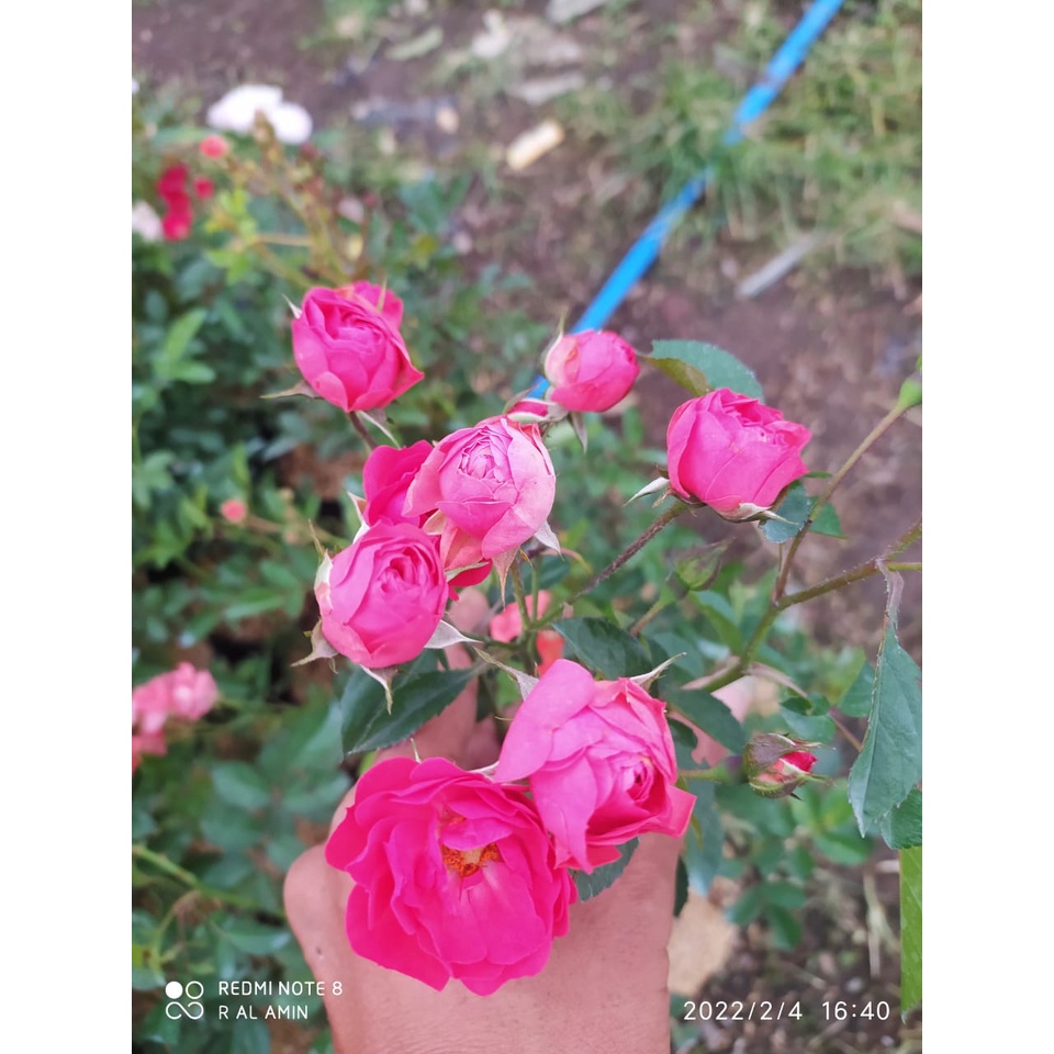 mawar rambat IMPORT Mangkok