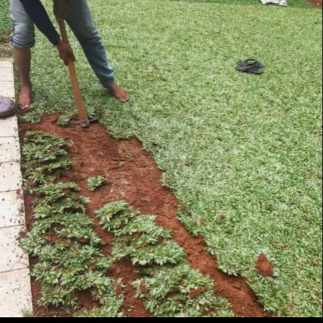 Bibit Rumput Gajah Mini Varigata - Rumput Gajah Mini Varigata 1 meter