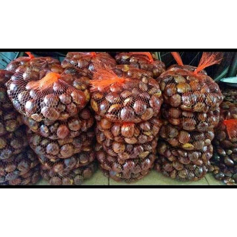 

COD✓JENGKOL TUA SUPER 250gm