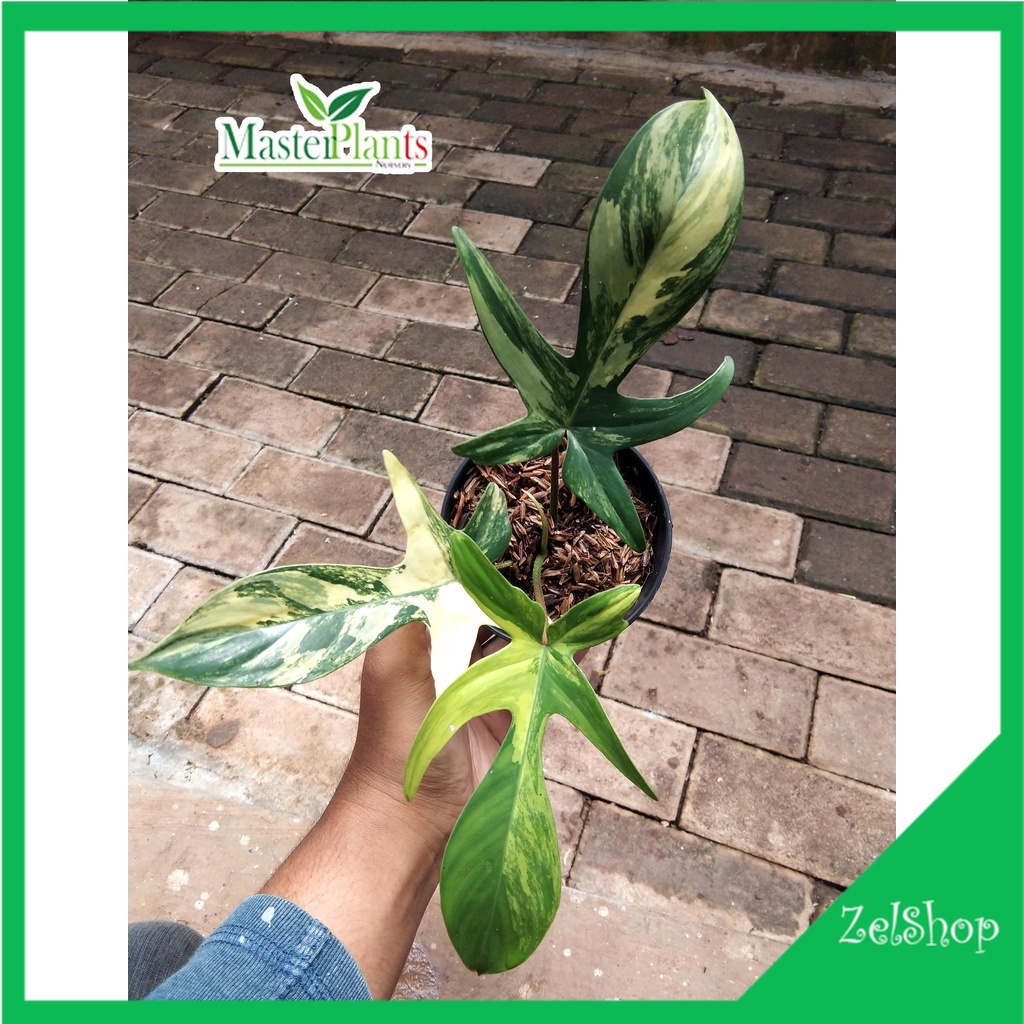 Philodendron Flobe Variegata / Florida Beauty Varigata / Philo Flobe Varigata / Philo Flobe