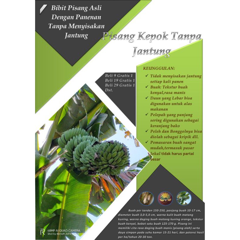 Gratis 1 Bibit Jual Bibit Pisang Kepok Tanjung Jual Bibit Pisang Kepok Tanpa Jantung Shopee Indonesia