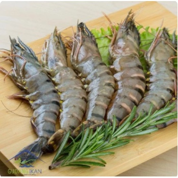 

Udang Windu Besar Segar 500 gr Udang Segar