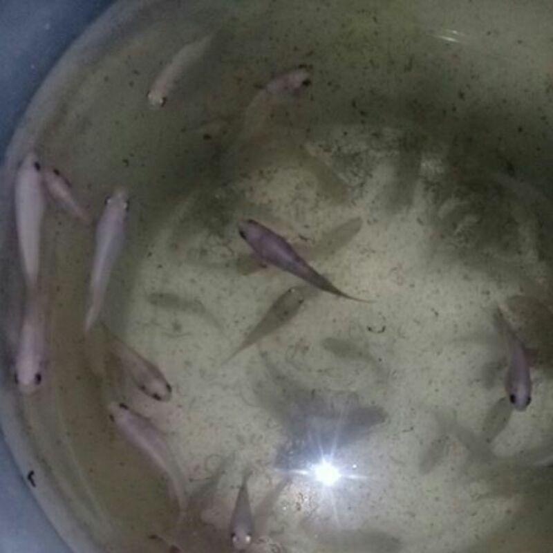 ikan cupang selo dan besgel koi multicolor