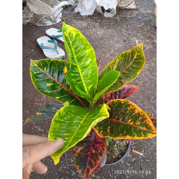 tanaman hias bunga puring langka bunga puring zahra berkualitas