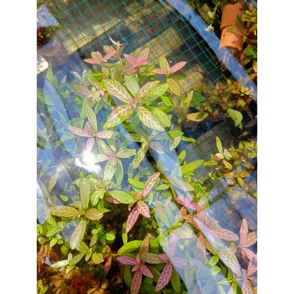 hydrophila folysperma isi 50 batang