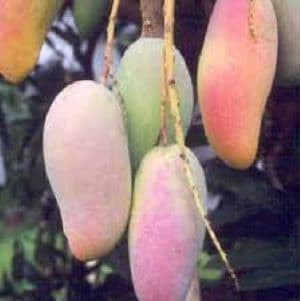 Tanaman Bibit Buah Mangga Mahachanok