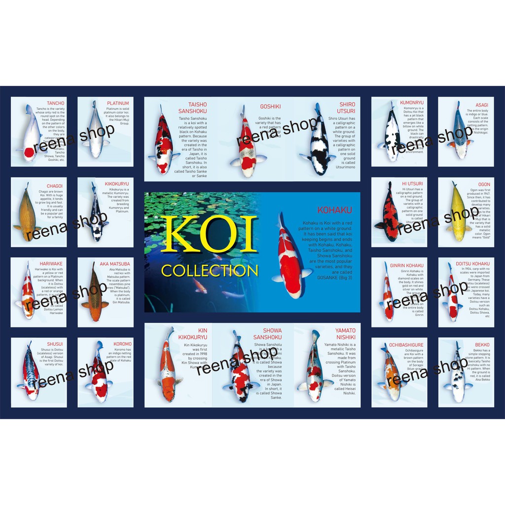 POSTER IKAN KOI