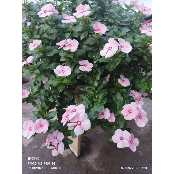 BENIH FRESH BUNGA CANTIK VINCA/TAPAK DARA JUNTAI/GANTUNG PEACH ORANGE