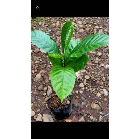 Bibit pohon kopi/pohon kopi