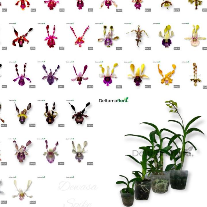 Bagus Dipakai.. Anggrek dendrobium melintir/keriting dewasa spike