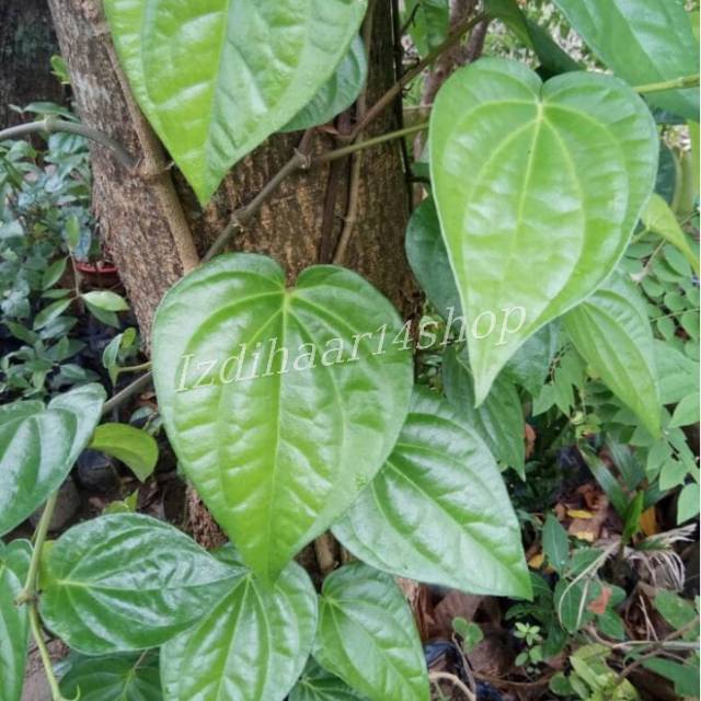 

OBAT HERBAL DAUN SIRIH SEGAR/PER LEMBAR
