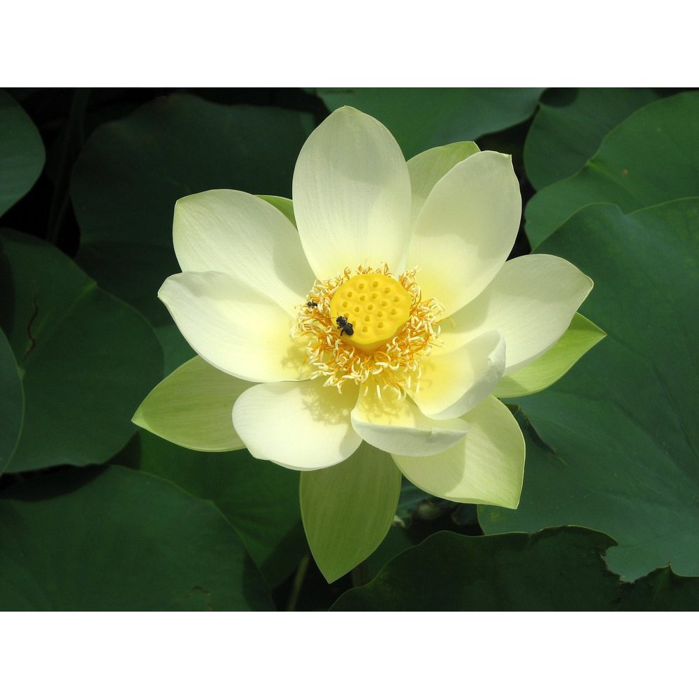 1 BENIH BIJI Nelumbo nucifera Sacred Lotus