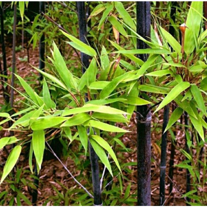 Tanaman hias Bambu hitam