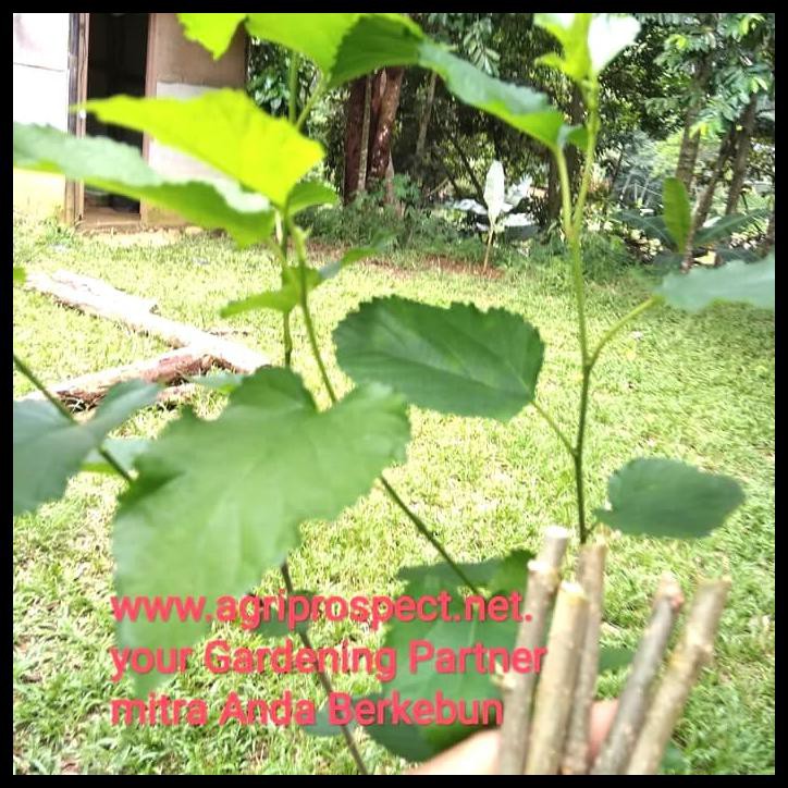 Stek Batang Murbei 5 Batang