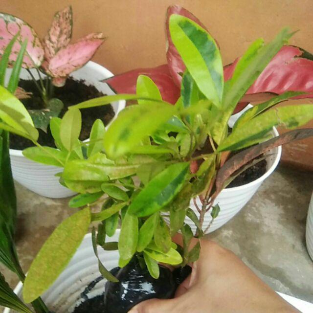 Tanaman Hias Bunga Ravenia