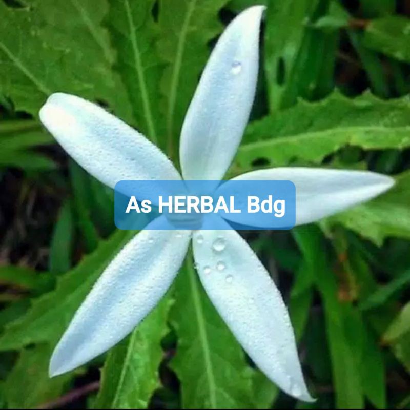 

Bunga Kitolod Khusus Bunga per 20 tangkai-az