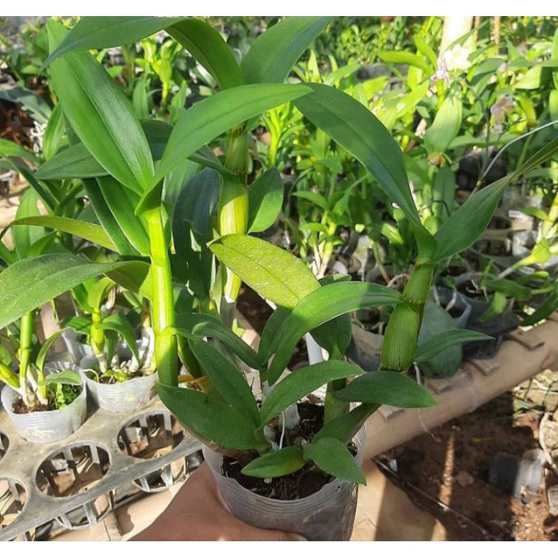 Dendrobium Dewasa Jumbo