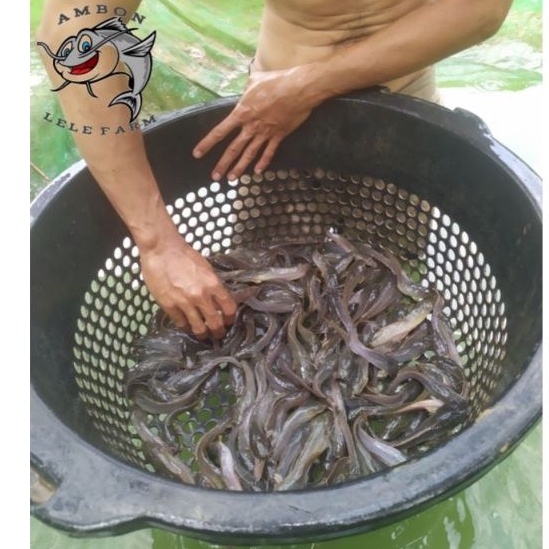 Bibit ikan lele ukuran pentolan super