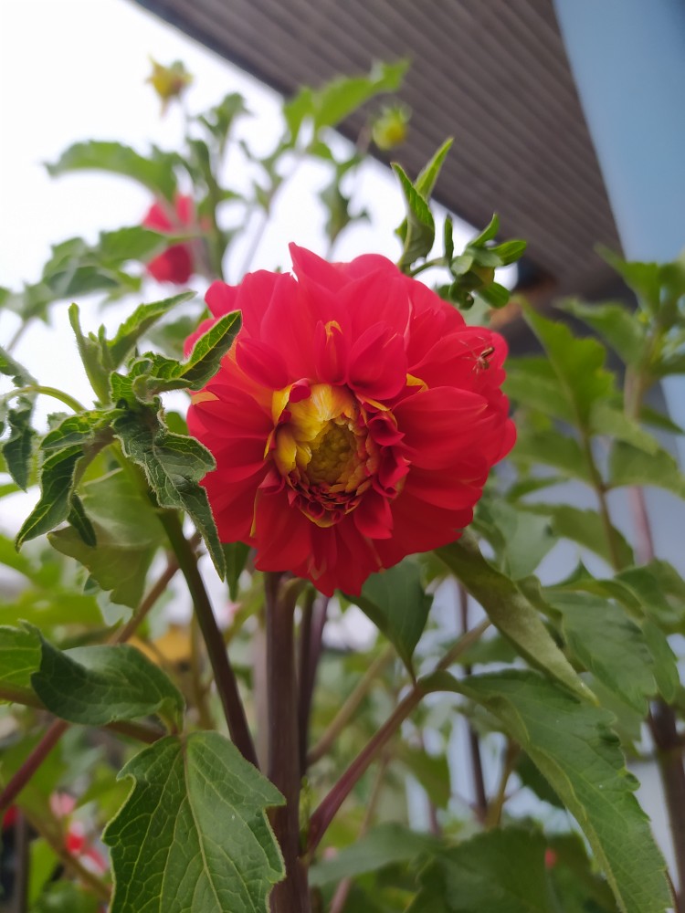 Payung Cantik !! Payung 3d Magic Payung Lipat / Payung 3 Dimensi Magic Lipat