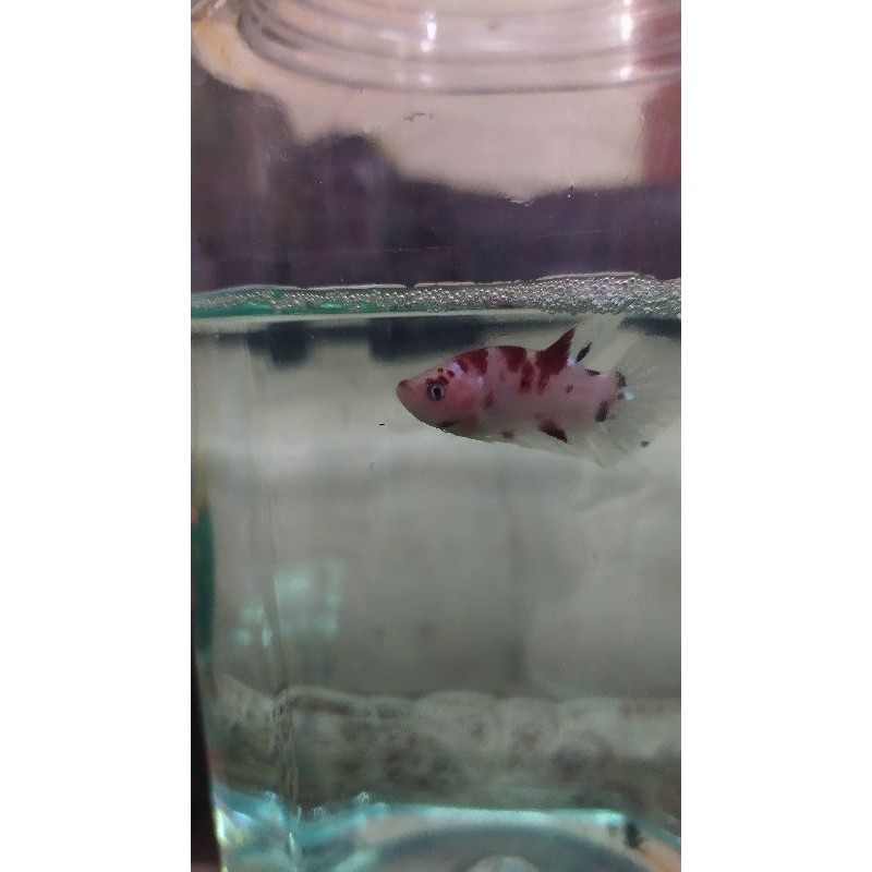 TERMURAH  Ikan Cupang - Bahan Nemo Galaxy Dan Koi Galaxy