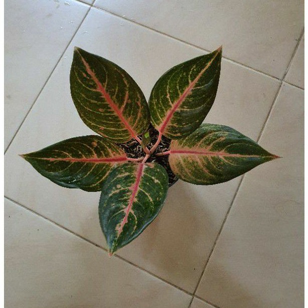aglaonema red imelda istimewah rosset