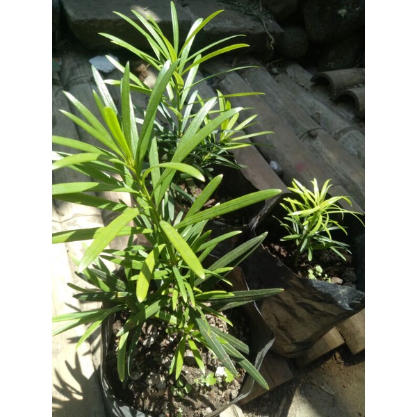 Bibit / Bahan Bonsai Lohansung Lidah Burung