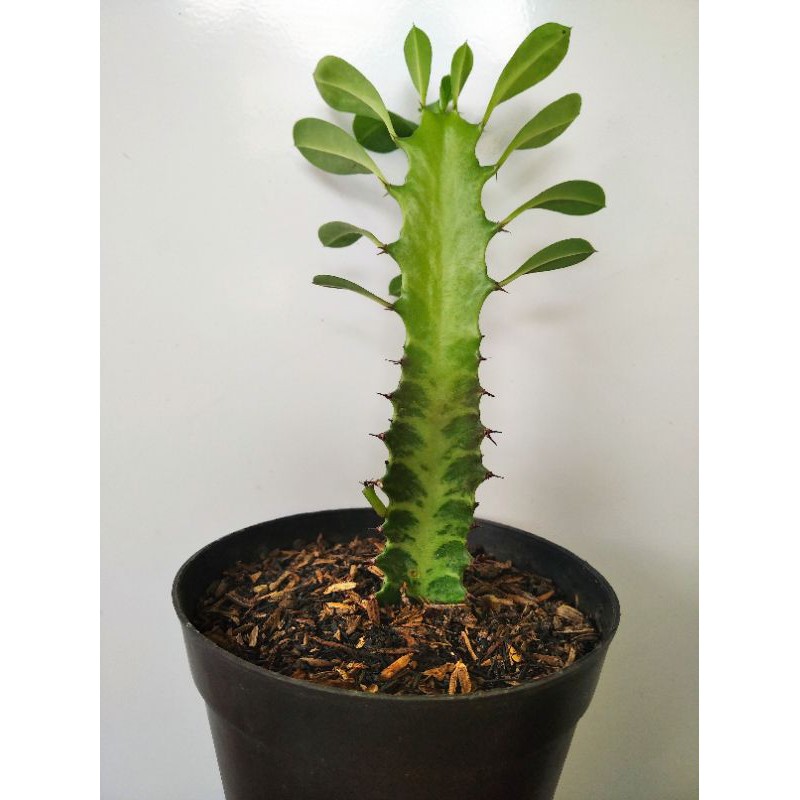 Euphorbia Trigona Rubra Green