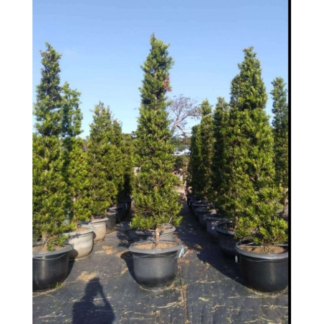 pohon lohansung-lohansung