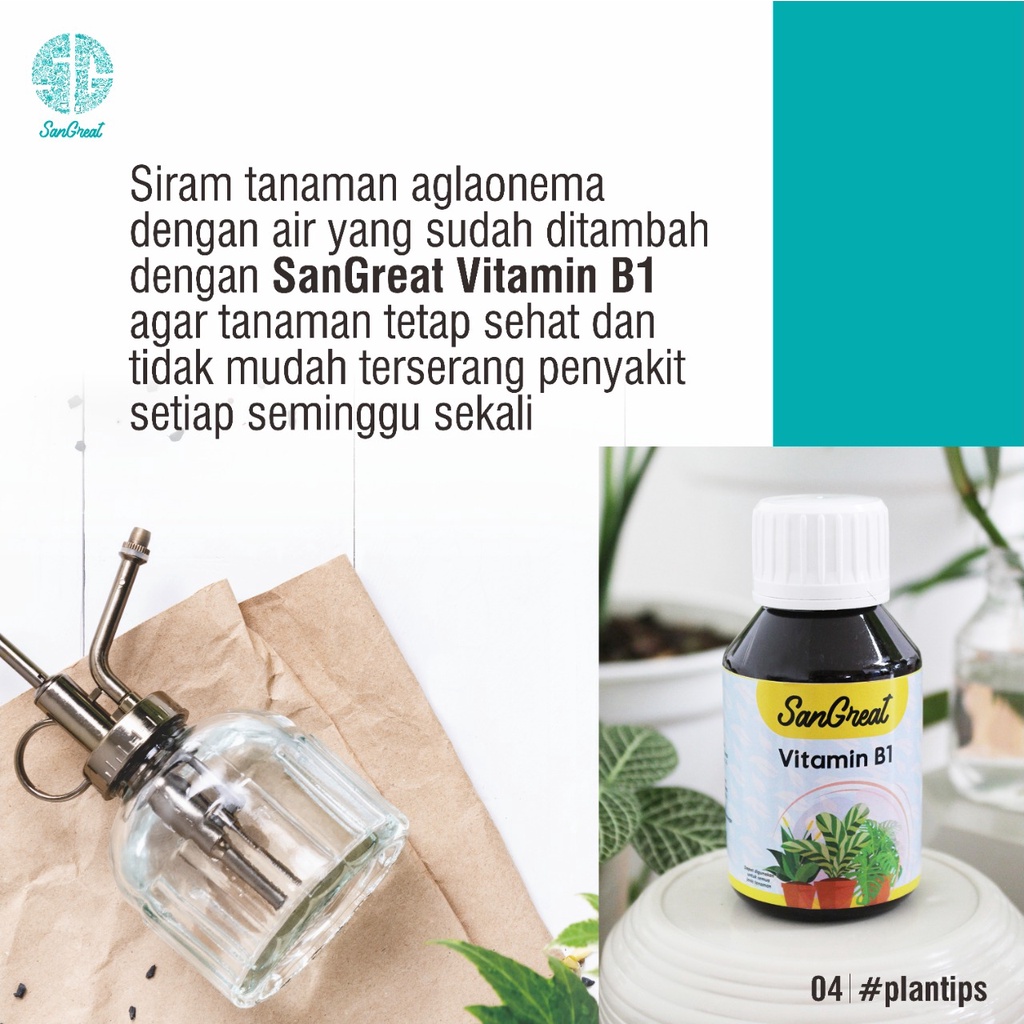 SanGreat Vitamin B1 Tanaman agar tidak stress dan lebih tahan penyakit