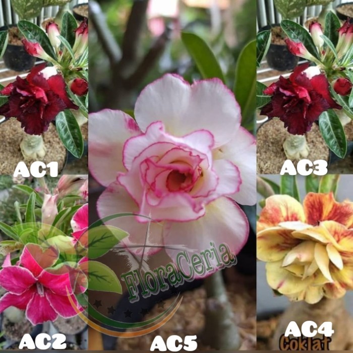 

Paket 5 Bibit Bunga Adenium Tumpuk - Kamboja Jepang RJD